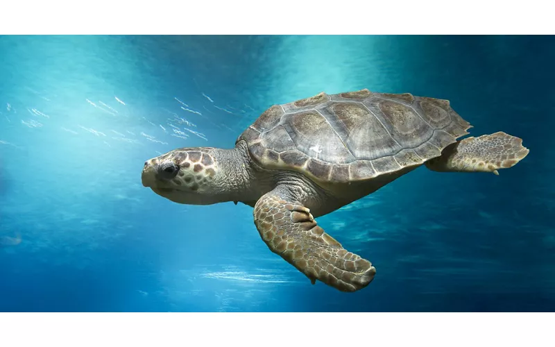 Tartaruga