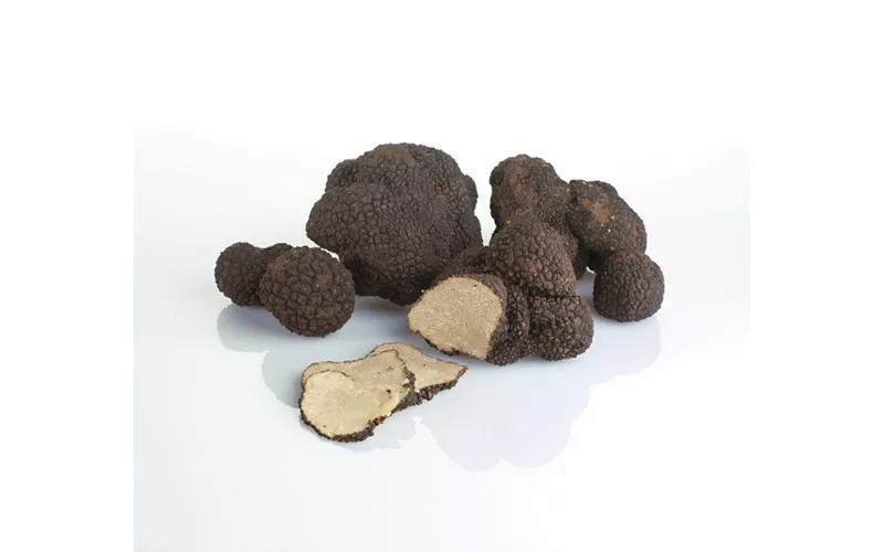 I boschi dei tartufi