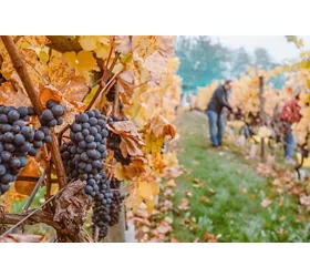 tina-witherspoon-H3QKtIhVbyw-unsplash (2)