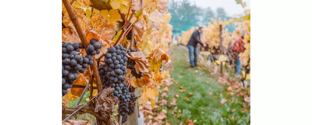 tina-witherspoon-H3QKtIhVbyw-unsplash (2)