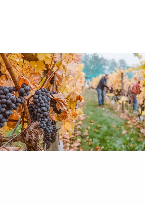 tina-witherspoon-H3QKtIhVbyw-unsplash (2)