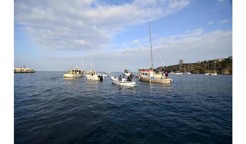 Squid Festival in Capraia