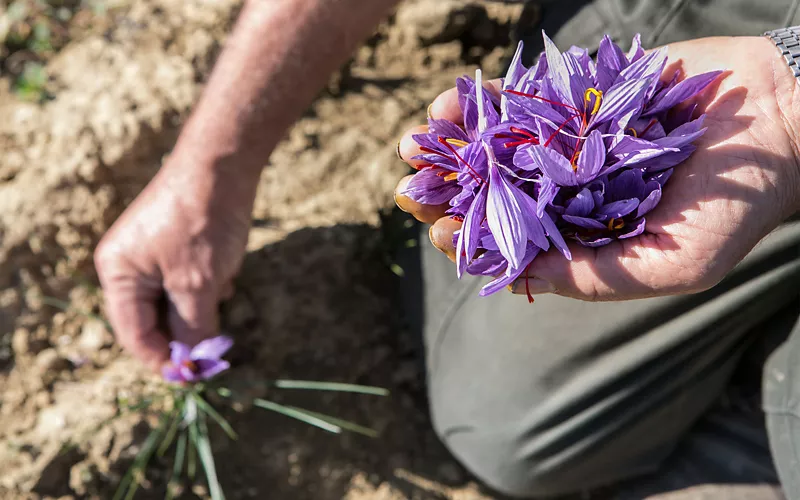 Die alte Kunst des Anbaus