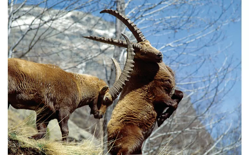 Alta Via Canavesana: 13 etapas, 13 000 m de lenda alpina