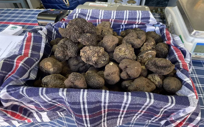 Il Tartufo Bianco Pregiato: protagonista della festa