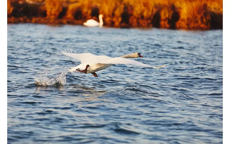 Un paradiso naturale per il birdwatching: la Riserva della Foce dell’Isonzo 