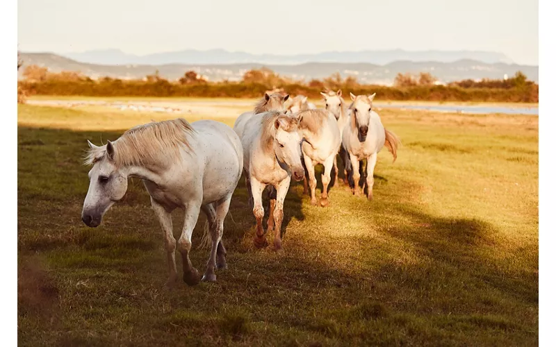 Un paradiso naturale per il birdwatching: la Riserva della Foce dell’Isonzo 