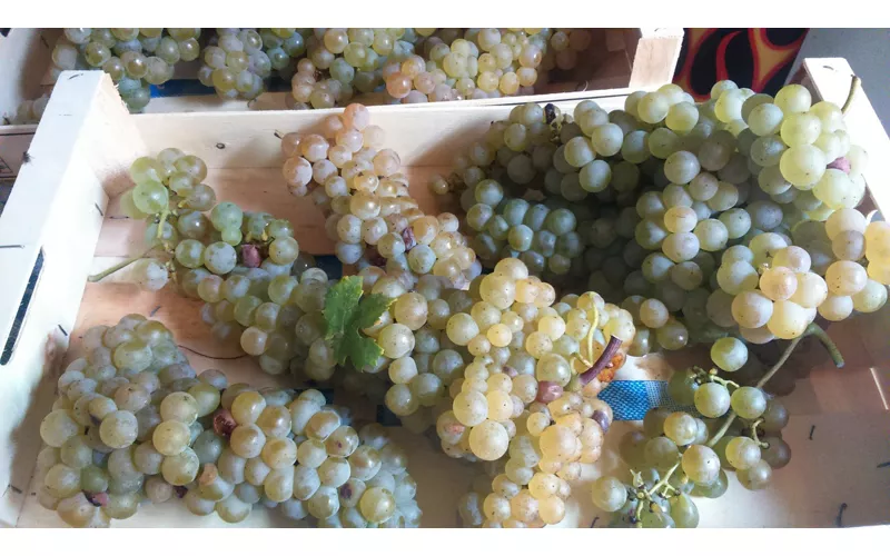 Vigneti sospesi tra luce e mare