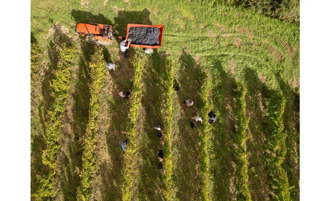 Cover Verdicchio_ph Marika.jpg