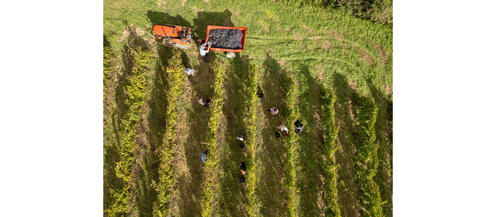 Cover Verdicchio_ph Marika.jpg