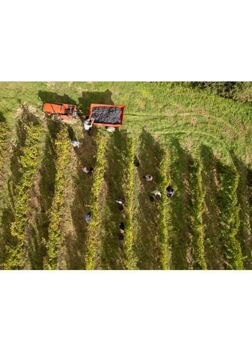 Cover Verdicchio_ph Marika.jpg