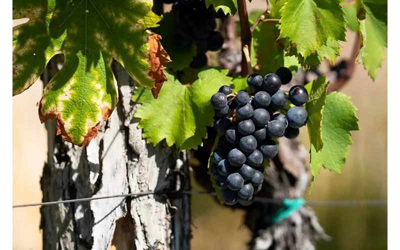 Vini Friuli-Venezia Giulia