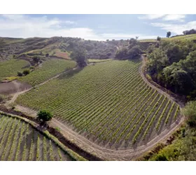 Vigneti