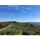 Via Medicea