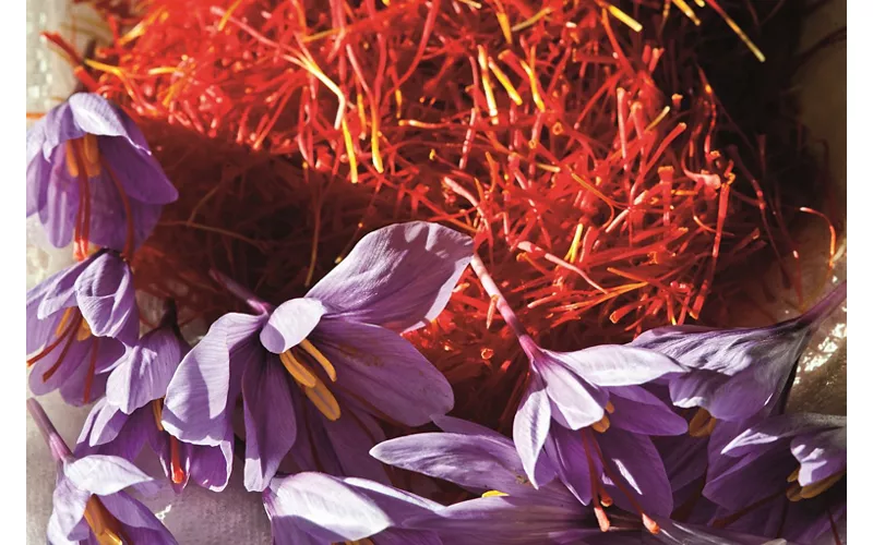 Navelli (Aq). Lavorazione dello zafferano.