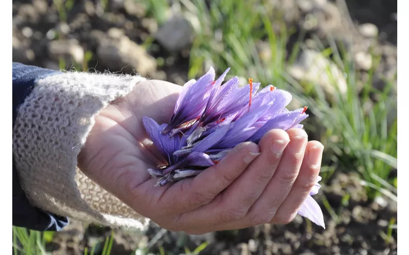 Zafferano dell’Aquila: l’oro rosso della montagna
